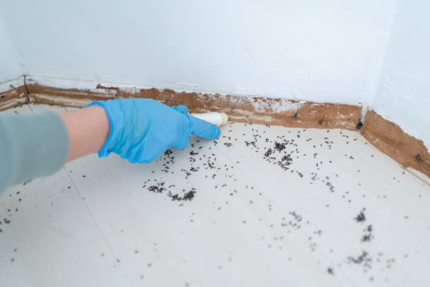 Best Termite Control Services  in Crockett, CA